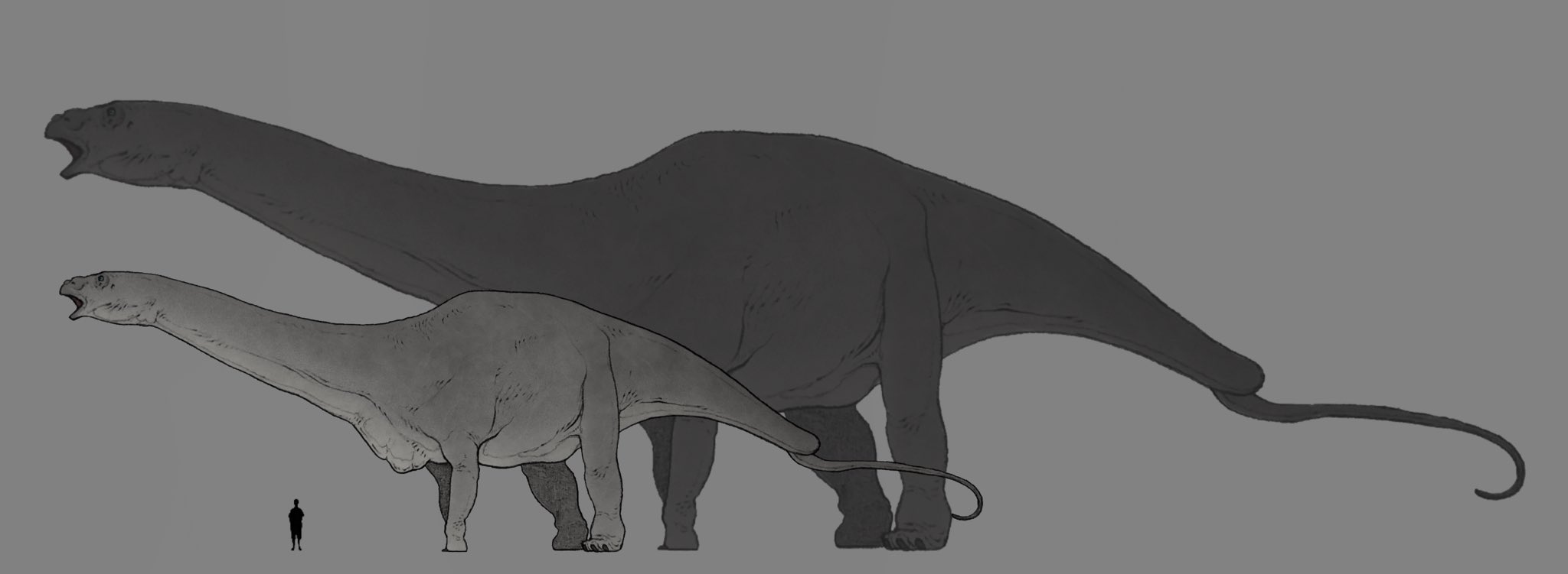 Nao70shark Art Account マラアプニサウルスは元々アンフィコエリアス フラギリムスって呼ばれていてたった一つの椎骨しか見つかってない幻の恐竜 しかもその椎骨は規格外の大きさでそこから導き出された推定全長はまさかの60mという