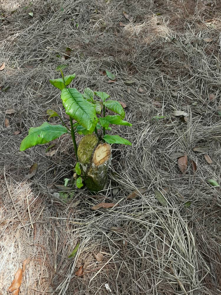 cafe_tanzania's tweet photo. Did you know that one of the most important cultural practices is the rehabilitation of coffee trees by stumping??.. It helps to improve the health and yields of coffee plants #JDE #GCP #TaCRI https://t.co/DUtXkTYTnC