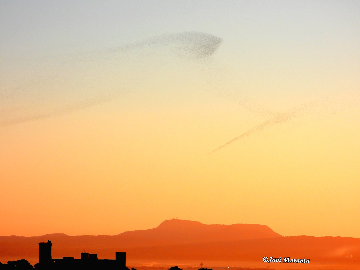 #estorninos #sunrise #amanecer #PalmadeMallorca #CastelldeBellver #sortidadelsol #natura @TempsIB3 @odilerf @aquilatierratve @JoannaIvars @maresdeevelyn @MiquelSalamanca @ElTiempo_tve