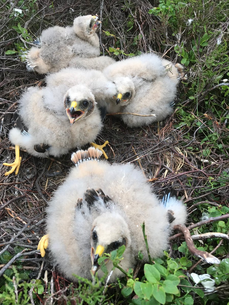 Just a quick heads up. #HenHarrierDayWales is pencilled in for October 2nd. Let’s hope we can all get together by then. 🏴󠁧󠁢󠁷󠁬󠁳󠁿🦅🤞