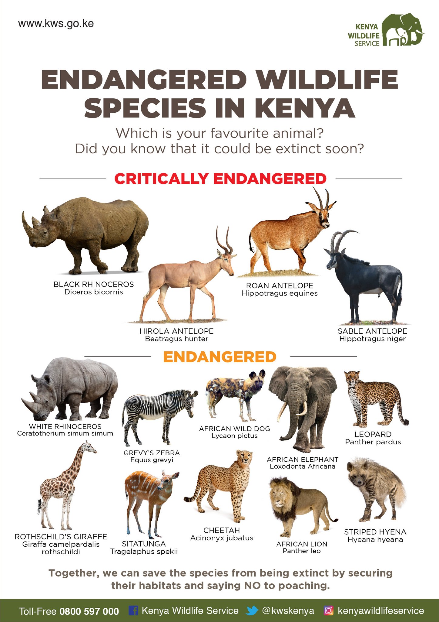 Kenya Wildlife Service on Twitter: 