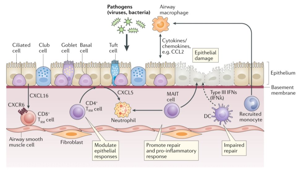 NatRevImmunol's tweet photo. NEW #Review by @lloyd_lab and @RichardJHewitt @imperialcollege @ImperialNHLI
Regulation of immune responses by the airway epithelial cell landscape
https://t.co/mDyVvqwfUM
focusing on epithelial interactions with the local neuronal and immune systems https://t.co/7qCYmfrp7A