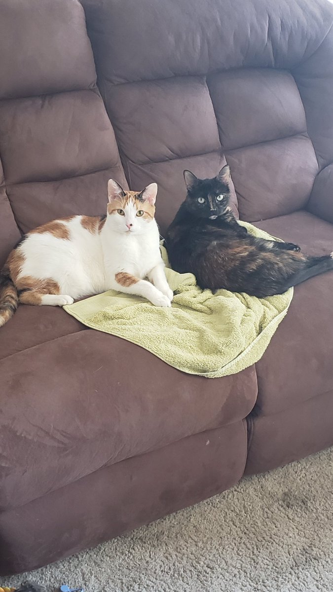 0play4paws0's tweet photo. @Infatuatedkitty https://t.co/ocRF1qrExz