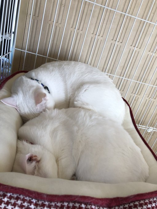 にんじんグラッセに入れる砂糖と塩間違えてしんどいので今日のネコチャンあげときます。我に癒しを。フォロワーのネコチャンも募集中。 