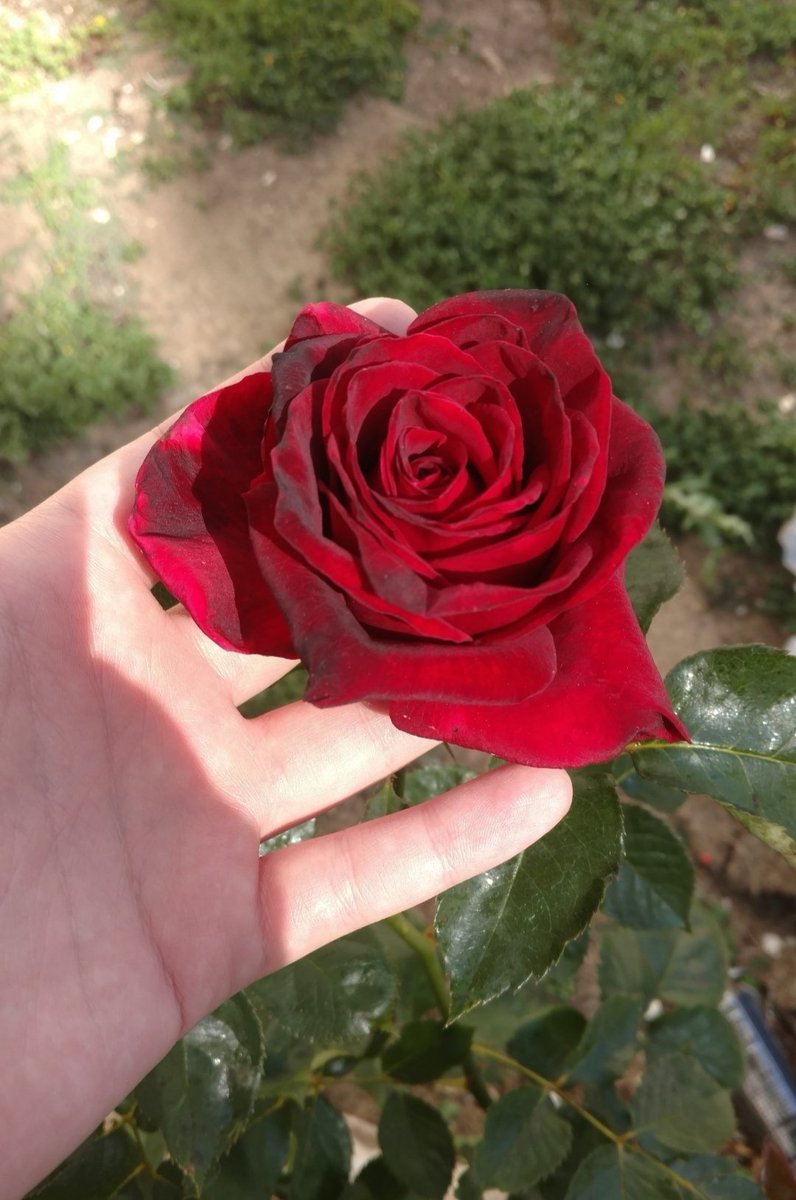 SN_3034's tweet photo. Biz sadece Allah'a inandık...
Gerisi inanılacak gibi değil♥️🤲♥️ https://t.co/nAzatVfYdM