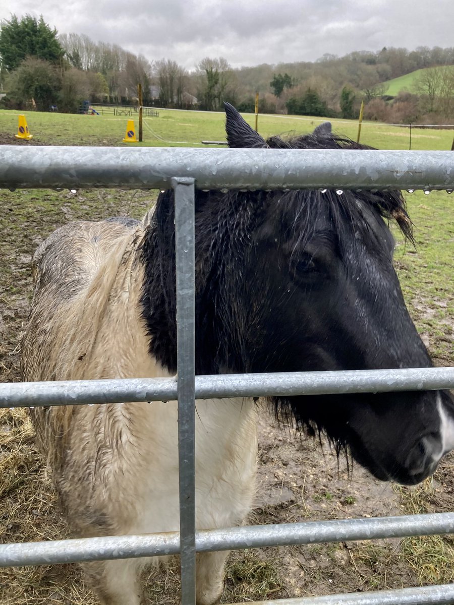 This is Tinkerbell. As often as I can I gather up all sorts of fruit and vegetables that have had their day and walk 1/2 mile or so to feed her and have a little chat.