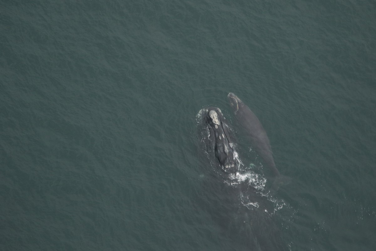 NOAAFisheriesSE's tweet image. We have two new right whales! Moms known as &quot;Bocce&quot; and whale #3130 were seen with their new calves off Amelia Island, FL yesterday. Bocce is 13yo, this is her 2nd calf and #3130 is 20yo, this is her 3rd calf. 
Our new total of calves =11
Photos:@MyFWC under NOAA permit #20556-01