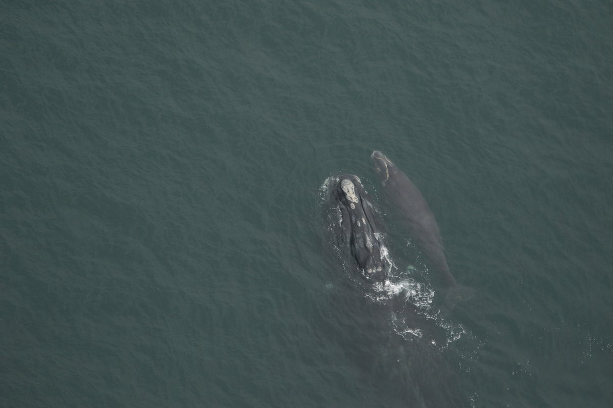 We have two new right whales! Moms known as 'Bocce' and whale #3130 were seen with their new calves off Amelia Island, FL yesterday. Bocce is 13yo, this is her 2nd calf and #3130 is 20yo, this is her 3rd calf. Our new total of calves =11 Photos:@MyFWC under NOAA permit #20556-01