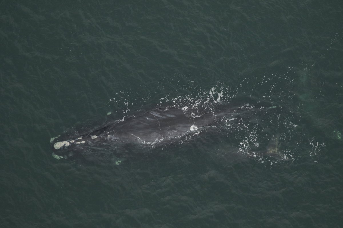 NOAAFisheriesSE's tweet image. We have two new right whales! Moms known as &quot;Bocce&quot; and whale #3130 were seen with their new calves off Amelia Island, FL yesterday. Bocce is 13yo, this is her 2nd calf and #3130 is 20yo, this is her 3rd calf. 
Our new total of calves =11
Photos:@MyFWC under NOAA permit #20556-01
