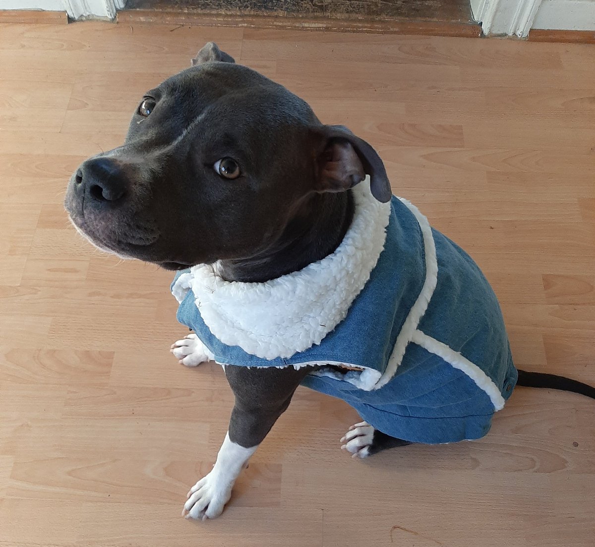 I's got a new coat 🐶🥰🐶
I's fink I's vewy hamsom in I's coat 🐶😊😊😊😊🐶