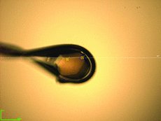 Kozak et. al. from @emblderived diffraction quality N-glycosylated proteins from the GlycoDelete HEK293 cell line using the @molecularDMorpheus I screen
doi: 10.1107/S2059798320013753
#CalibreScientific

Find out more about our Morpheus screens here: hubs.ly/H0Dkpkt0