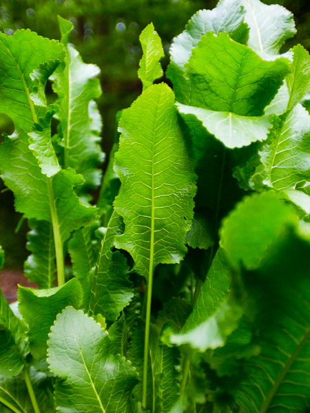 So that's horseradish growing in my garden, in case you were wondering where it actually came from. It goes amazingly well and the young leaves are edible - they add a nice little kick to a sandwich.