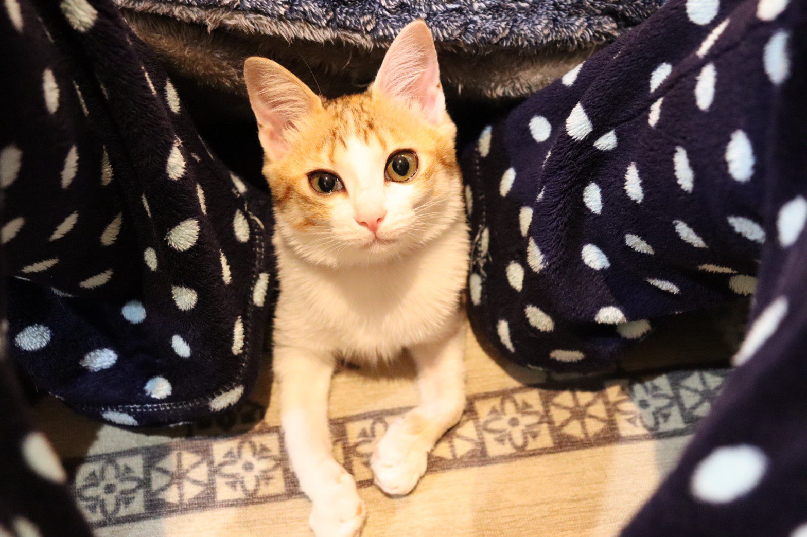 Nana 猫のナックリングの情報が犬と比べると異常に少ない うちの子は先天性で子猫だけど前足が両方ナックリングです どうにか足を真っ直ぐに 肉球を地に付けて歩けるようになるサポーターや方法が無いでしょうか 手首の骨で歩いてる状態なので包帯で保護 Nana 猫のナックリングの情報が犬と比べると異常に少ない うちの子は先天性で子猫だけど前足が両方ナックリングです どうにか足を真っ直ぐに 肉球を地に付けて歩けるようになるサポーターや方法が無いでしょうか 手首の骨で歩いてる状態なので包帯で保護