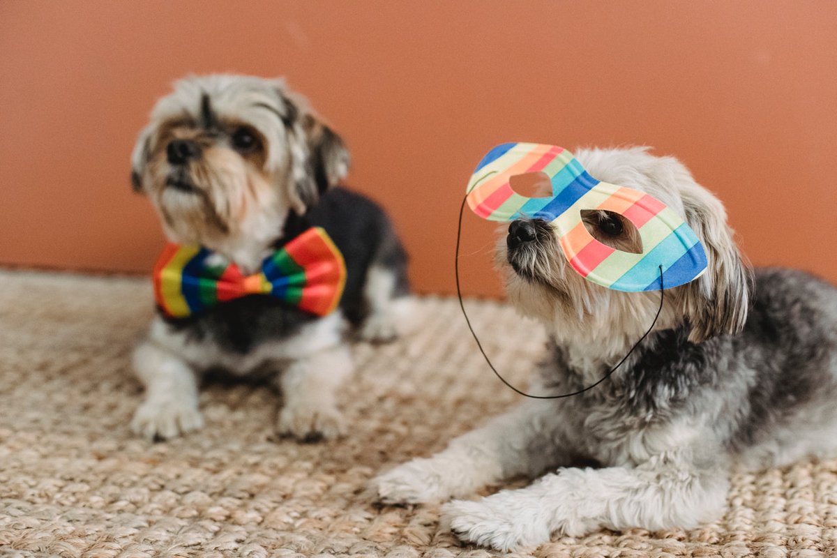 It’s Dress Up Your Pet Day! What’s your favorite outfit for your pet?