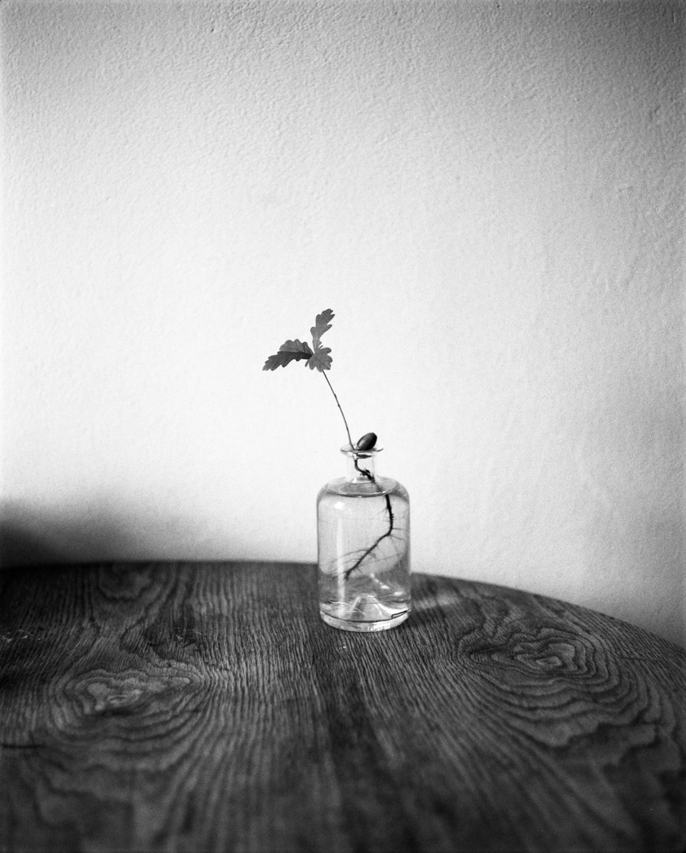 nikolaijan's tweet photo. Oak tree growing from an acorn on #KodakTMax100 taken with a #plaubelmakina67. #oak #acorn #quarantineprojects #film https://t.co/KXbRWJp4J4