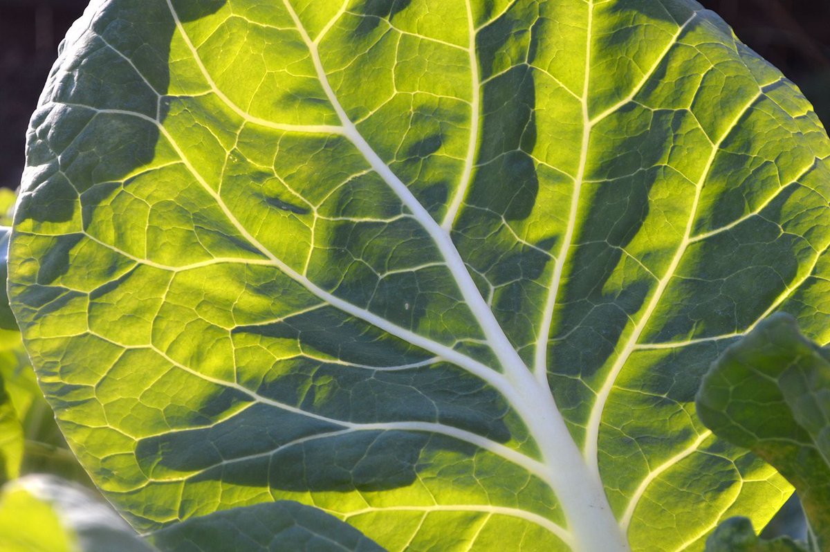 Texasgardener8a's tweet photo. Another leaf backlit by the western sun that caught my eye late yesterday afternoon. This is Tronchuda kale. #vegetable #produce #veggie #leaves #veggies #leafvegetable #wholefood #naturalfoods #vegannutrition #annualplant #eatgoodfeelgood #localproduce #heresmyfood #healthfood https://t.co/yq67gKp6JH