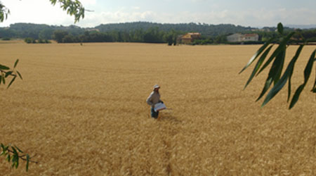 Biotech_Spain's tweet image. 📲Un estudio revela que la cobertura vegetal de los cultivos de cereal aumenta su rendimiento agronómico
📌@CSIC 
👉🏻 ow.ly/w4cB50D8wIJ
#CoberturaVegetal #cereal #biodiversidad #SueloAgrícola