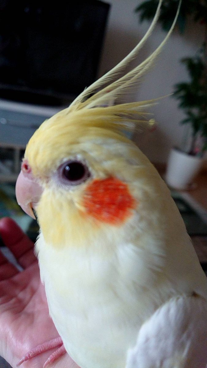 オカメインコを探しています。12/7に大切な家族のランちゃんを逃がしてしまいました。周囲に助けられながら探していますが見つかりません。何処かで保護されていて…と祈っています。どうか この声がランちゃんに繋がりますように拡散を お願い致します。 #インコ迷子 #オカメインコ迷子 #東大阪