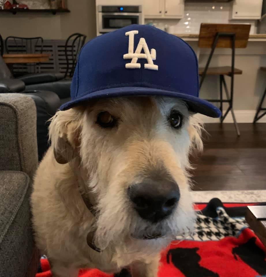 agr_dodgers22's tweet photo. Happy 9th Birthday to this Dodger Dog, Gibson Lasorda Riddle. #DodgerDogs #GibDog #BirthdayBoy https://t.co/tO5Dhdqqdz