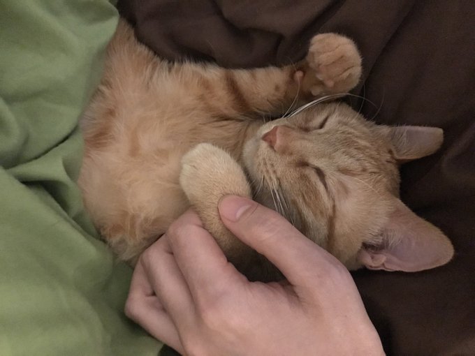 最近布団で寝るのだ🐈 