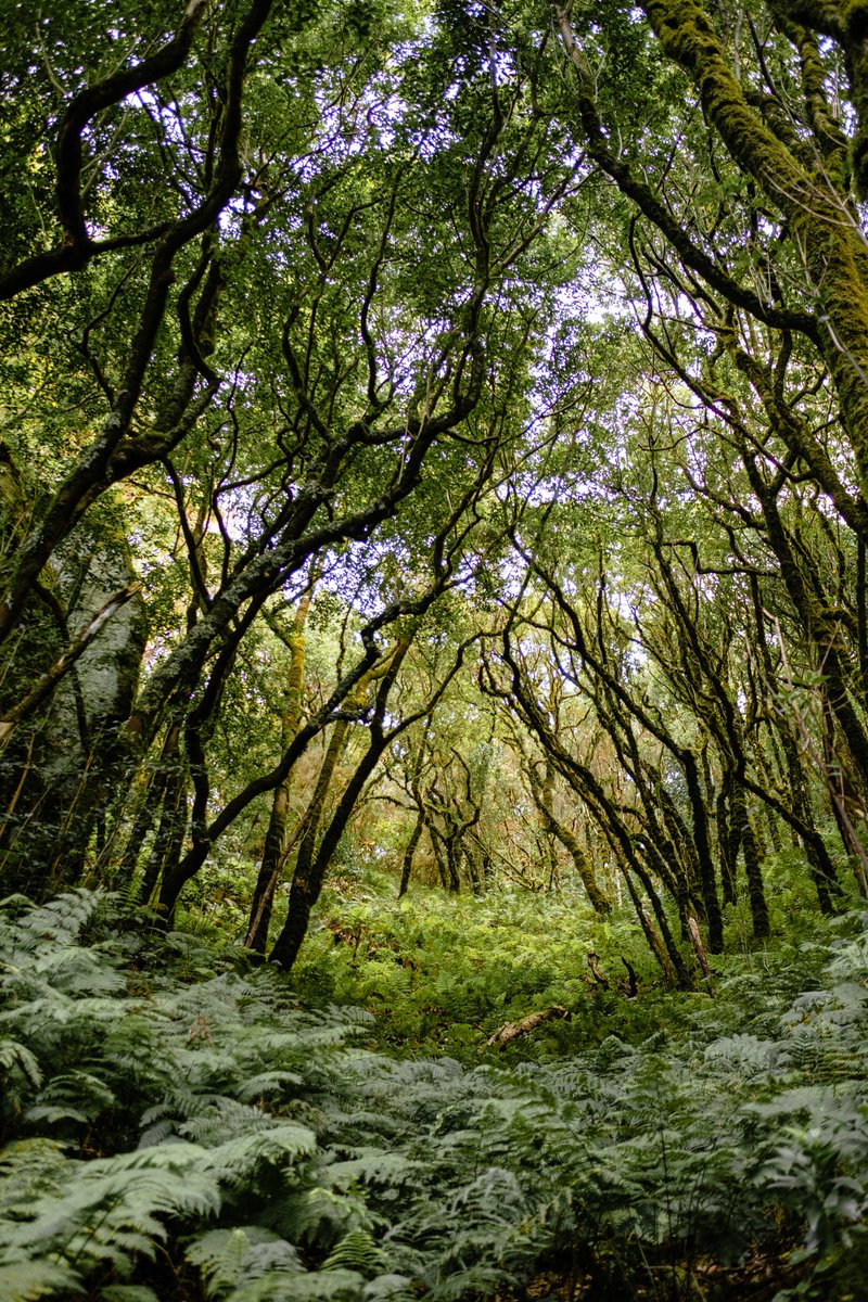 svsogarcia's tweet image. Tenerife en menos de 50 kms