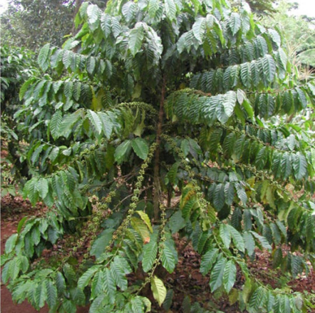 Jeanmichelc08's tweet photo. #Reboiser Haïti
Relancer de la production #café en Haïti, contribuera à diminuer l'érosion des bassins versants et à assurer une l'économie de rente pour de petites exploitations agricoles familiales dans les montagnes.
Thé feuille de café, excellent remède contre l'hypertension. https://t.co/FsOh3fZoTZ