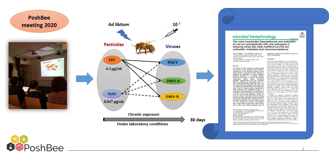 Al3759's tweet photo. In support to #Poshbee project, we again presented our new results of the effects of novel insecticides with the fungicide Azoxystrobin on honeybee gut microbiome at #poshbee2021
#MLU @UniHalle 
Great project,,,, https://t.co/P7wtcnrhVE