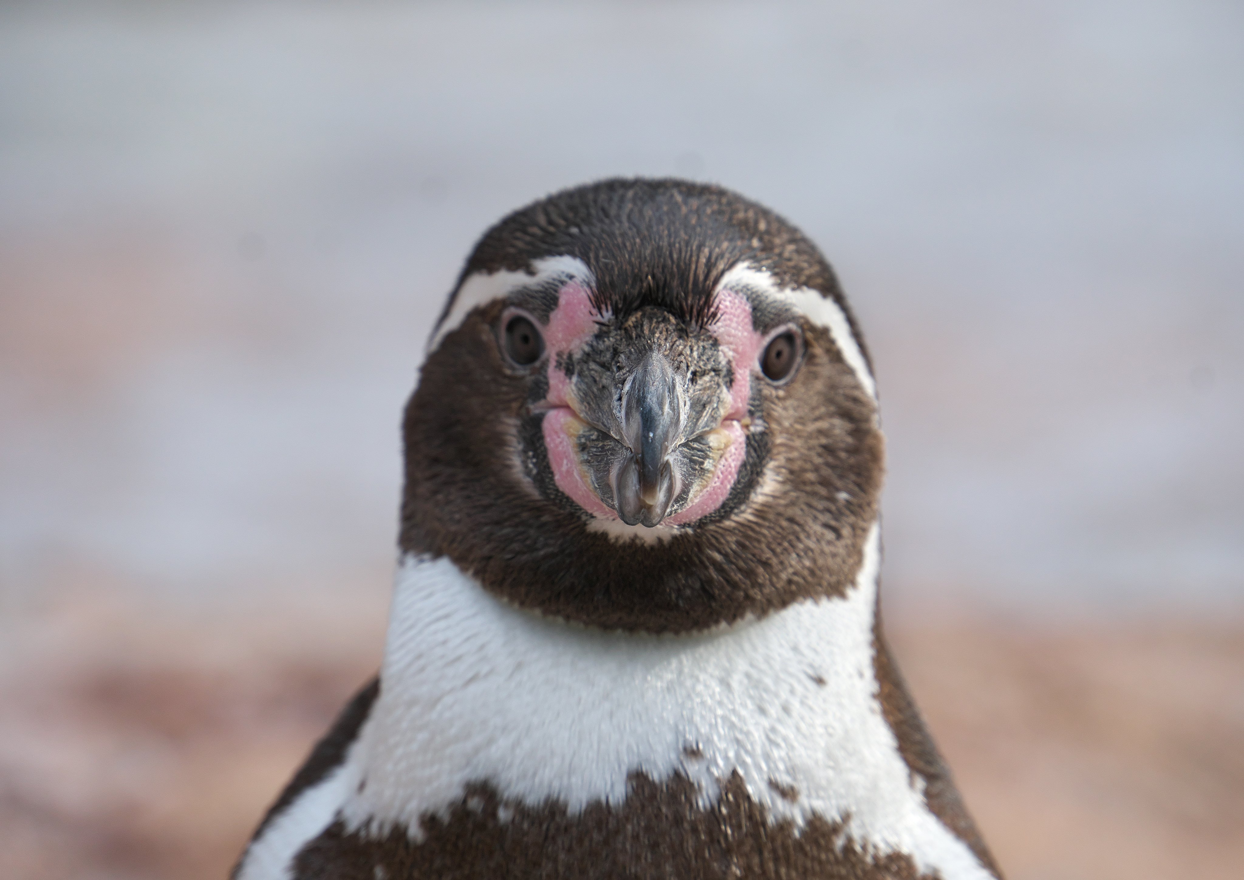さんと いち 正面顔これくしょん 東武動物公園 フンボルトペンギン じゃっぱ T Co Er2axwco4y Twitter