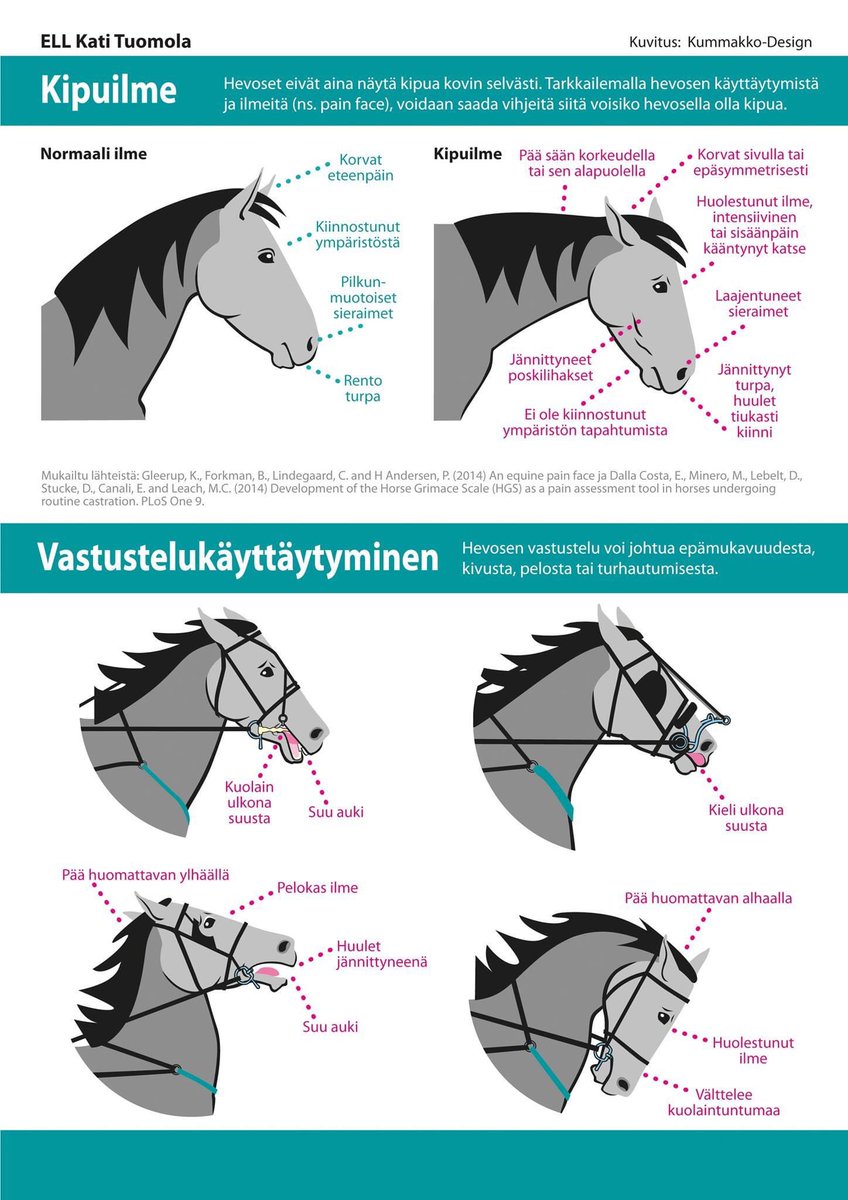 Hevosen eleitä ja ilmeitä kannattaa tarkkailla. Hevosen kipua ei ole aina helppo tunnistaa. Käyttäytymisen muutokset tai ilmeet tai hevosen "vastustelu" voi johtua kivusta, pelosta tai muusta epämukavuudesta. #AnimalWelfare #horsewelfare