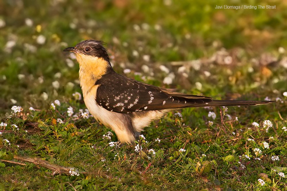 birdingstrait's tweet photo. The GS Cuckoo is one of the birds that mark the beginning of the migration in Spain. They often arrive matching caterpillar explosions. Last night, we recorded one (link) in nocturnal migration from Africa vocalising a series of clear "long wails" #nocmig 
https://t.co/NJpPiHNJXG https://t.co/P2xFGwdjoY
