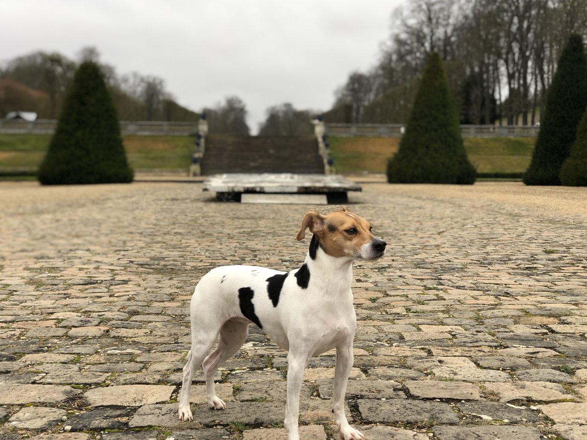 カストール爺 Winky Tsushima マリー アントワネット の居城 サン クルー城 趾 わがまま自分勝手を絵に描いたような気品が漂うわが犬さまは今日もうつくしい