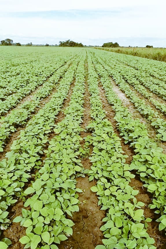 No se puede estar más orgulloso que cuando ves que todo el sacrificio vale la pena! Ellas van creciendo, ellos las van cuidando, #SanIsidroLabrador les dio una mano! Las rego con milagros, #Mungbeans #Portuguesa #Turen #SantaRosalia