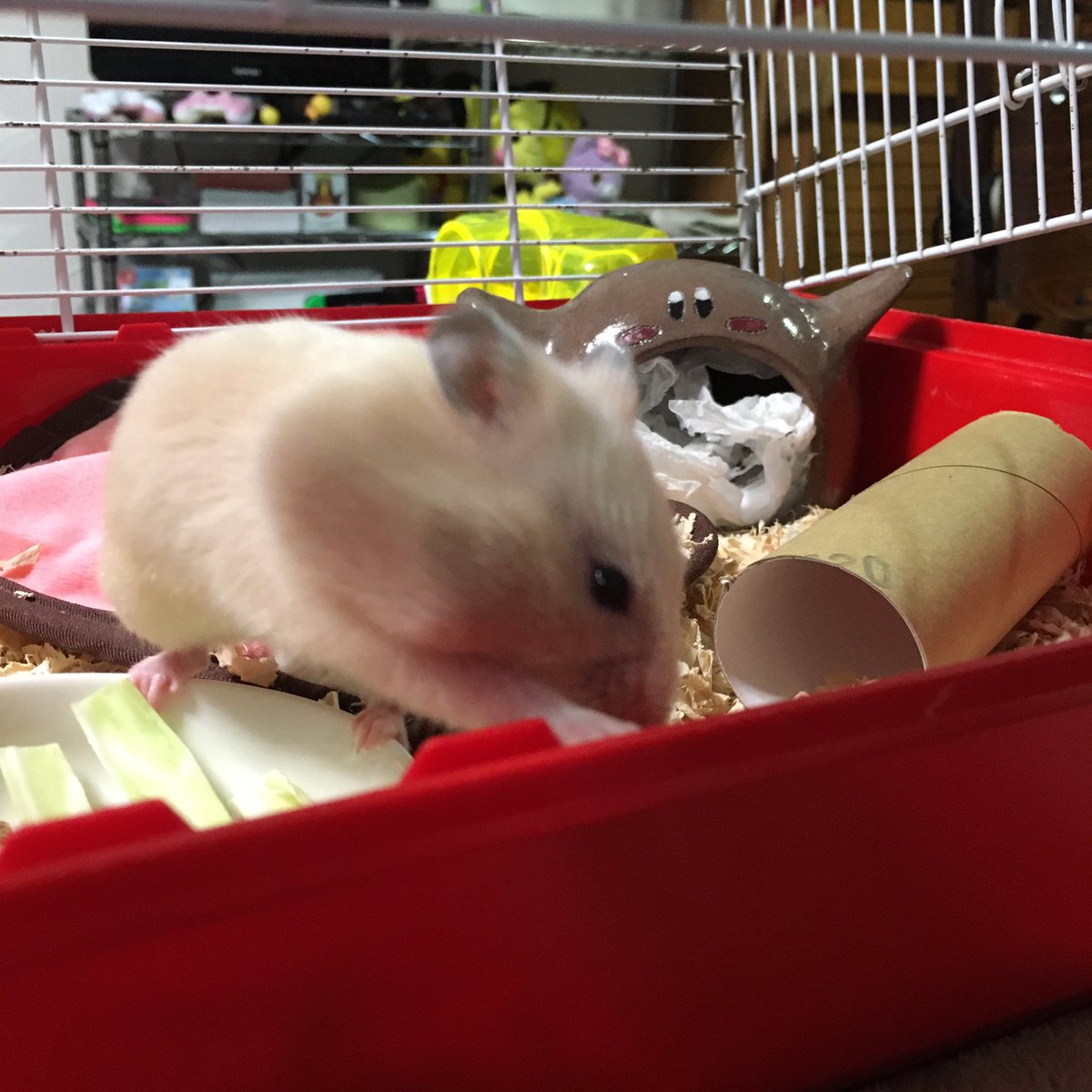 ゆえゆえ ハムスターは美味しい かわいい 面白い さみしい ジナコぉ W ゆえゆえ ハムスターは美味しい かわいい 面白い さみしい ジナコぉ W