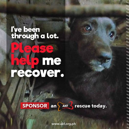 AKFanimalrescue's tweet photo. Love dogs but can't adopt? Do the next best thing and become a sponsor for our rescued dogs!

You can SPONSOR an AKF rescued dog for as low as P700/ month (USD14).

Click here to know more 👉https://t.co/5SWV3Bi7jB

#AKFAnimalProtection
#AKFSponsorADog
#AKFSponsorARescue https://t.co/e3ypYbyAVu