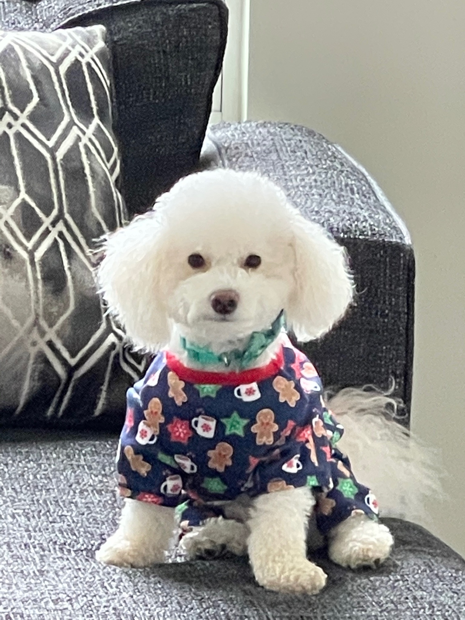 Carters top poodle sweater