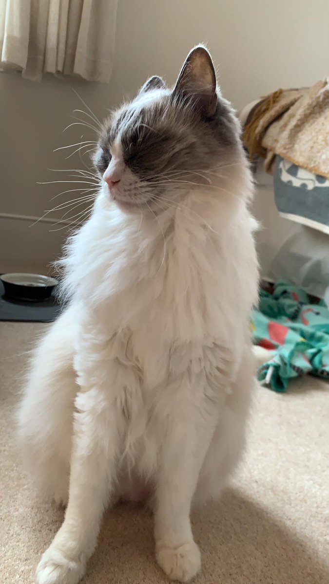 You can't beat a good morning stretch ❤️
#CatsOfTwitter #ThisMorning #yawn #ragdoll