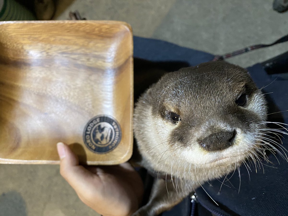 アティ カワウソ