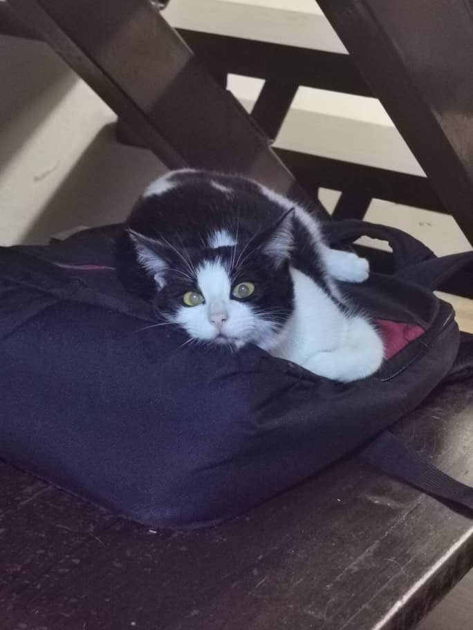 “Mama...cer ulang jap berapa hari lagi MCO 2.0 nih?...“  <a href="/adibahnoor/">ADIBAH NOOR 🇲🇾😼</a>