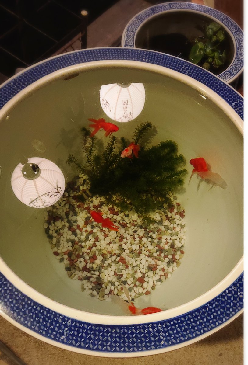 仕事帰りに本郷の金魚坂さんへ。
水面に映った提灯が風流ですね🏮
金魚かわいや かわいや金魚

#すくってごらん