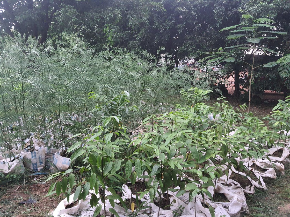 abdula251's tweet photo. @Chonsyy @alouibrahim92 If you want this tree, I know someone with 500 units in Abuja. https://t.co/FHpTIJWQQ6