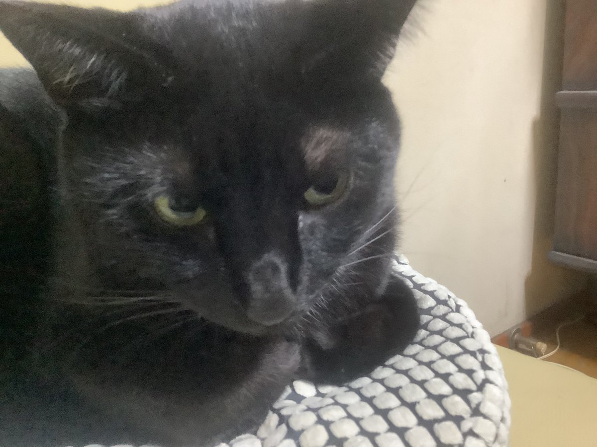 Acidcat アルバムリリースキャンペーン中 しちくんは 時々物憂げな表情をします きっと今の人間たちに言いたいことがあるのだと思います 猫 ねこ にゃんこ 猫部 ねこ部 猫好きさんと繋がりたい 猫のいる幸せ 猫のいる暮らし 誰か優しい