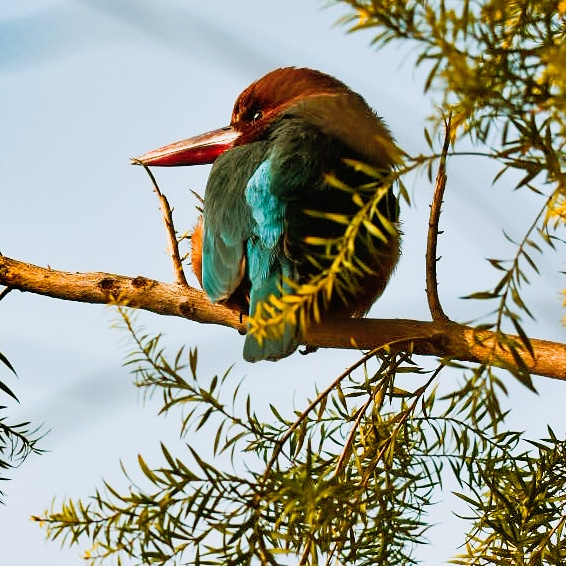 🦜
.
.
#Photos #photography #birds #birdwatching #PhotoOfTheDay #NaturePhotography #nature #photographersofIndia