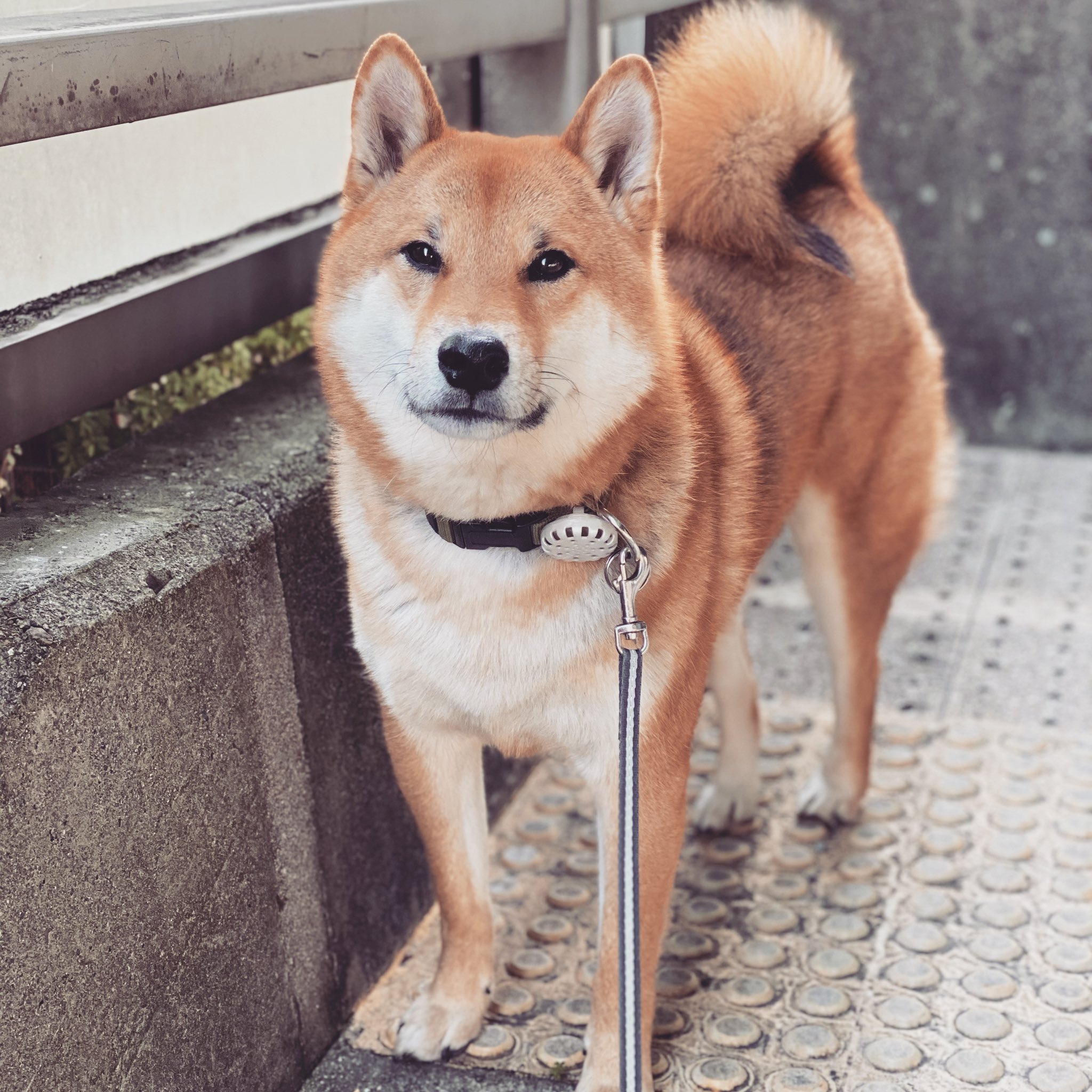 帰りたくない犬 Twitter Search Twitter