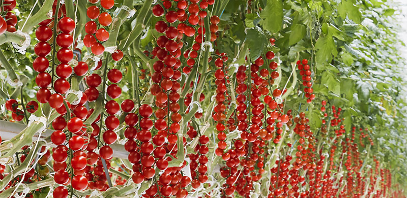 South Carolina’s newest “hotspot” — a 1,000-acre tract drawing international attention from as far away as Japan — is about an hour’s drive from Hilton Head.
hiltonheadmonthly.com/business/6772-…