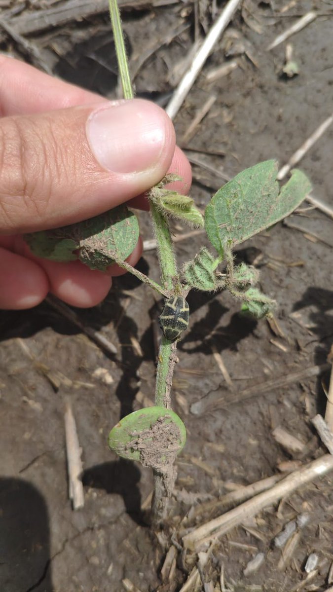 Problemas con picudo en soja #Fastacdúo de <a href="/BASF_Agro_ARG/">BASF Agro Argentina</a> una excelente herramienta para el control! Comunícate con nosotros para mayor información y asesoramiento!
 #agricultura #quimili #santiagodelestero