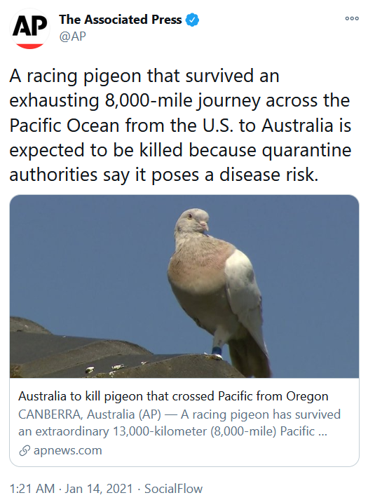 THREAD: A Pigeon Named Joe > CommsHat tip to  @Jess_369_ for the heads up on this article.This pigeon appears to be adept at many roles: racing, carrier and messenger.Ho. Lee. Chit.