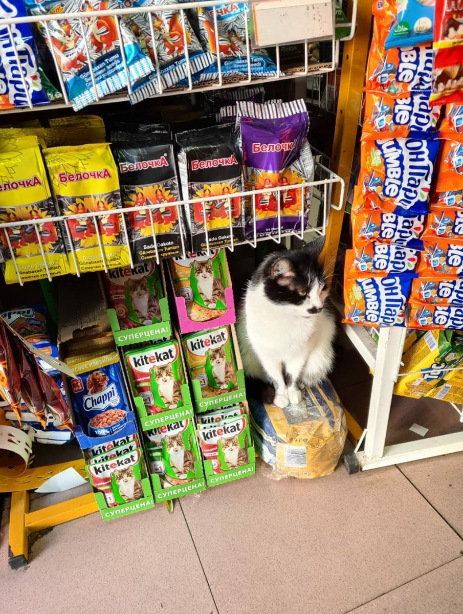 Aytekin_Niketya's tweet photo. @DliInci #promotersteam|in nazlı #promoter|i Kitekat, Chappi, Белочка, Бонпари ..almasaz, küsəcəm https://t.co/jxYu54L6Dc
