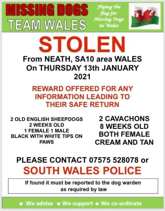 🔺URGENT
4 #PUPPIES #STOLEN‼️#NEATH #SA10 WALES 13/1/21 
2 WEEKS OLD and 8 WEEKS OLD
🔺REWARD OFFERED FOR ANY INFO LEADING THEIR SAFE RETURN🔺#TOOLS USED ARE IN HANDS OF #SOUTHWALESPOLICE WHO ARE INVESTIGATING

facebook.com/groups/1919091…