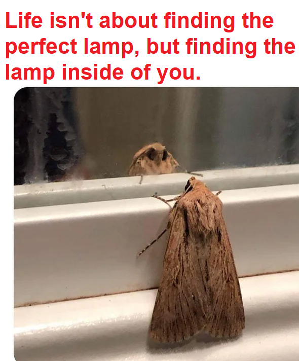 WholesomeMeme's tweet photo. https://t.co/brErvU7v06