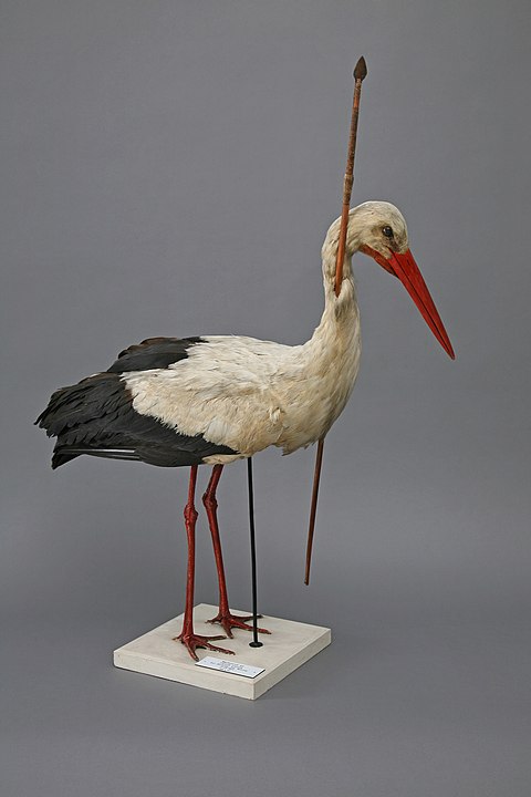 Anyway, the bird was mounted as it was for the University of Rostocker collection in Germany where it's known as the Pfeilstorch (Arrow Stork). (5/5)
